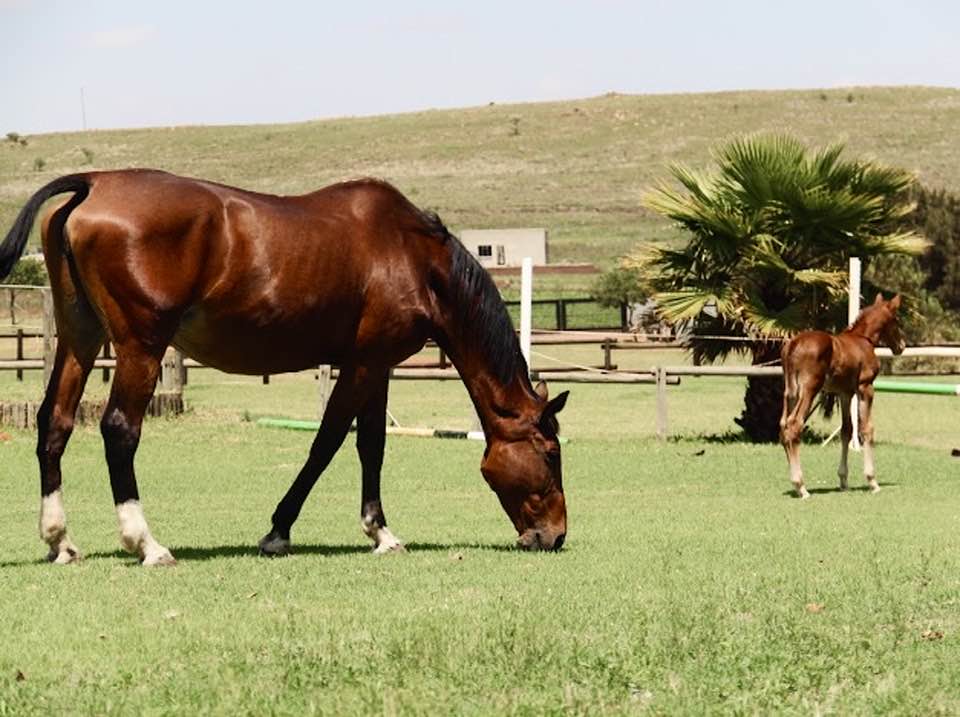 Maple Ridge happy horses