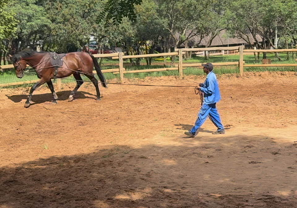 Maple Ridge dedicated horse care